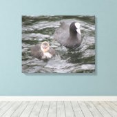 Coot and Chick Canvas Print Leinwanddruck (Insitu (Holzboden))