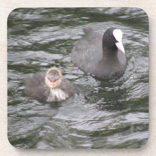 Coot and Chick Cork Untersetzer (Vorderseite)