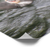 Coot and Chick Poster (Ecke)