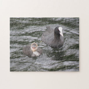 Coot and Chick Puzzle