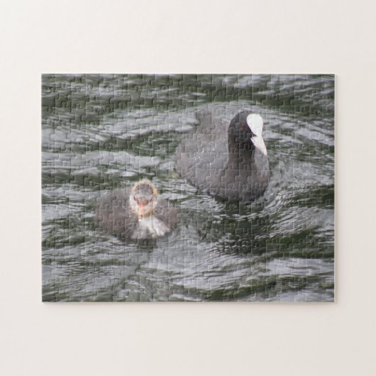 Coot and Chick Puzzle (Horizontal)