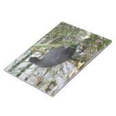 Coot auf dem Flussufer-Notepad Notizblock (angewinkelt)