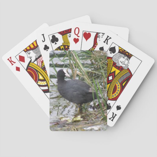 Coot auf den Riverbank Spielkarten (Rückseite)