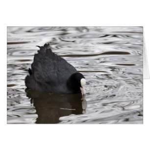 Coot auf Silberwasser