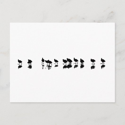 Coot Design - Schwarz auf Weiß Postkarte (Vorderseite)