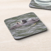 Coot Fütternd Hunger Chick Cork Untersetzer (Linke Seite)