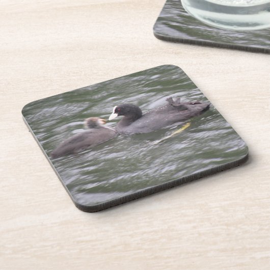 Coot Fütternd Hunger Chick Cork Untersetzer (Linke Seite)
