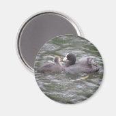 Coot Fütternd Hunger Chick Magnet (Vorderseite/Rückseite)