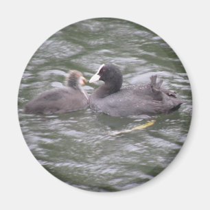 Coot Fütternd Hunger Chick Magnet