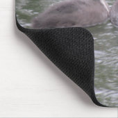 Coot Fütternd Hunger Chick Mousepad (Ecke)