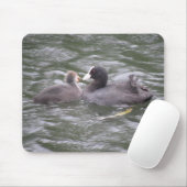 Coot Fütternd Hunger Chick Mousepad (Mit Mouse)