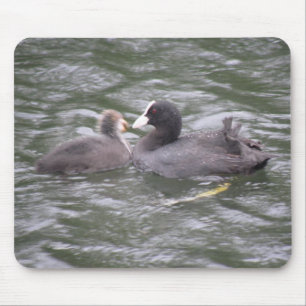 Coot Fütternd Hunger Chick Mousepad
