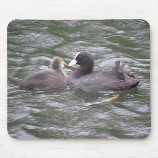 Coot Fütternd Hunger Chick Mousepad (Vorne)