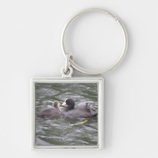 Coot Fütternd Hunger Küken Schlüsselanhänger (Vorne)