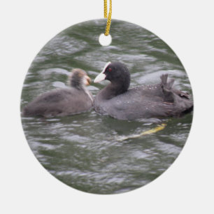 Coot Fütternd Hungerfestungen Keramikornament