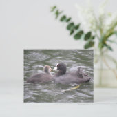 Coot Fütternd Hungerkind Postkarte (Stehend Vorderseite)