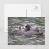 Coot Fütternd Hungerkind Postkarte (Vorne/Hinten)