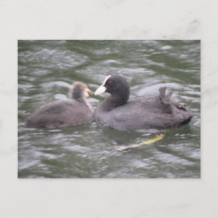 Coot Fütternd Hungerkind Postkarte