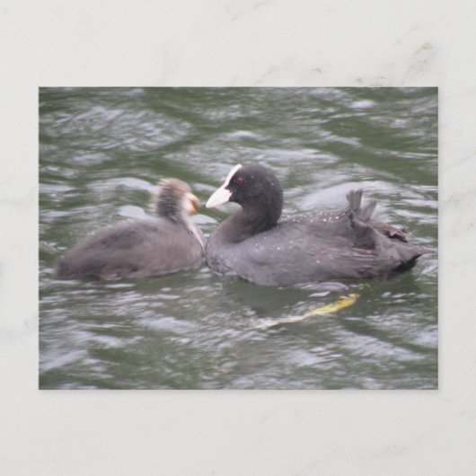 Coot Fütternd Hungerkind Postkarte (Vorderseite)