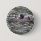 Coot Fütternd Hungerklicktaste Button (Vorderseite)