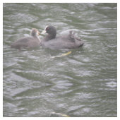 Coot Fütternd Hungerküken Gemustertes Tiergewebe Stoff (Nahaufnahme)