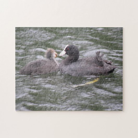 Coot Fütternd Hungerkuschelpuzzle Puzzle (Horizontal)