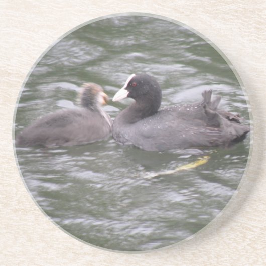 Coot Fütternd hungrige Kätzchen-Untersetzer Untersetzer (Vorne)