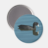 Coot Magnet (Vorderseite/Rückseite)