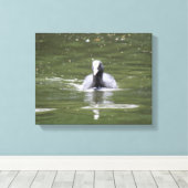 Coot Swimming Canvas Print Leinwanddruck (Insitu (Holzboden))