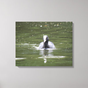 Coot Swimming Canvas Print Leinwanddruck