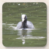 Coot Swimming Cork Untersetzer (Vorderseite)