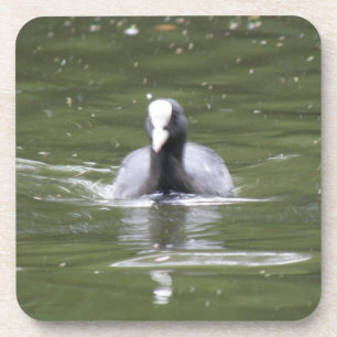 Coot Swimming Cork Untersetzer
