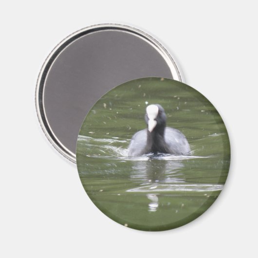 Coot Swimming Magnet (Vorderseite/Rückseite)