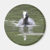 Coot Swimming Magnet (Vorne)