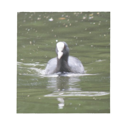 Coot Swimming Notepad Notizblock (Vorderseite)