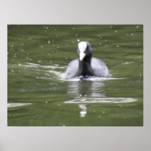 Coot Swimming Print Poster