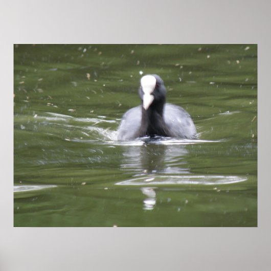 Coot Swimming Print Poster (Vorne)