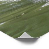 Coot Swimming Print Poster (Ecke)