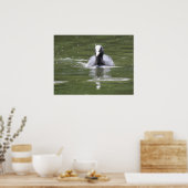 Coot Swimming Print Poster (Küche)
