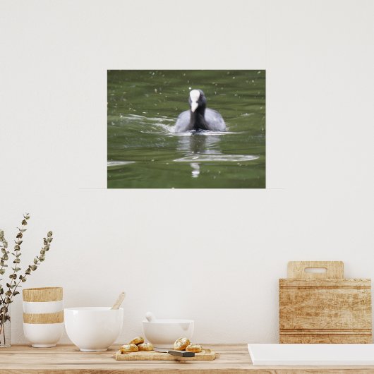 Coot Swimming Print Poster (Küche)