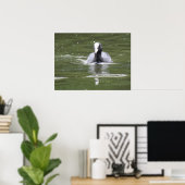 Coot Swimming Print Poster (Heimbüro)
