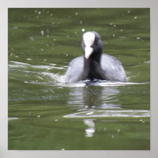 Coot Swimming Print Poster (Vorne)