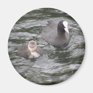 Coot und Chick Magnet