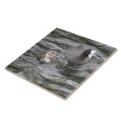 Coot und Chick Tile Fliese (Seite)