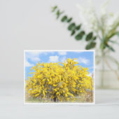 Cootamundra Wattle Postkarte (Stehend Vorderseite)
