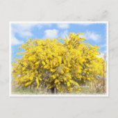 Cootamundra Wattle Postkarte (Vorderseite)