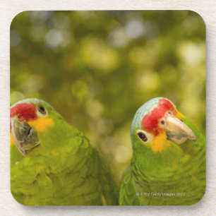 Copan, Honduras Getränkeuntersetzer