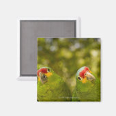 Copan, Honduras Magnet (Vorderseite/Rückseite)