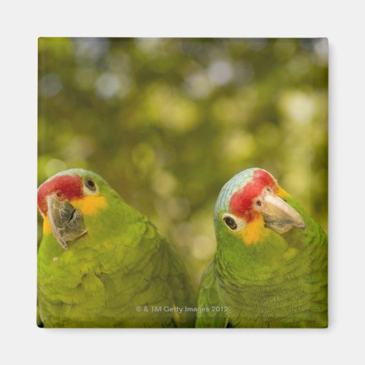 Copan, Honduras Magnet (Vorne)