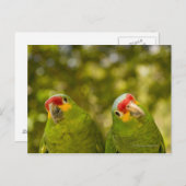 Copan, Honduras Postkarte (Vorne/Hinten)